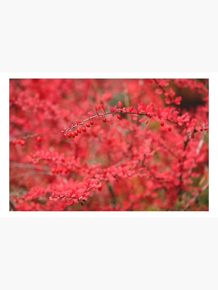 Close-up of red barberry in autumn by Juhku