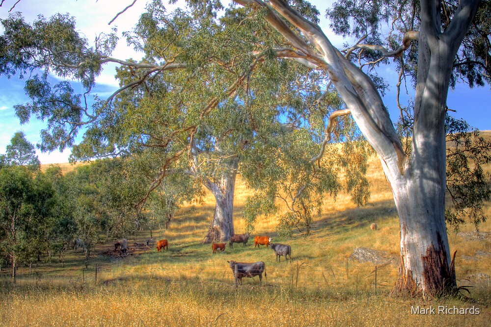 "Among the Gum Trees Mount Torrens, Adelaide Hills, SA" by Mark