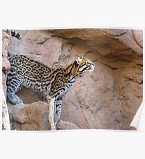 Ocelot ~ Captive Poster