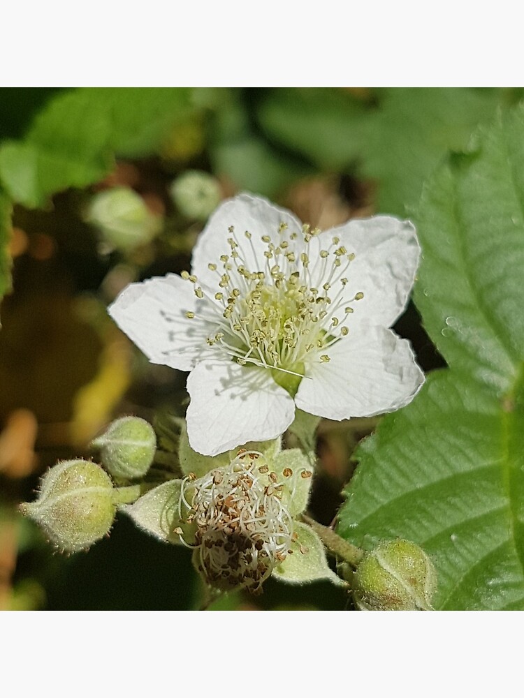 Bramble Blossom by Kim-M-Andrews