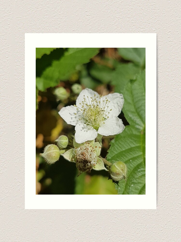 Alternate view of Bramble Blossom Art Print