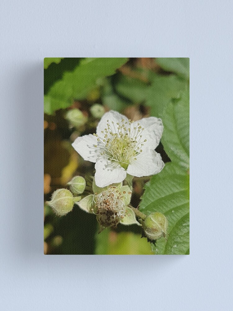 Alternate view of Bramble Blossom Canvas Print