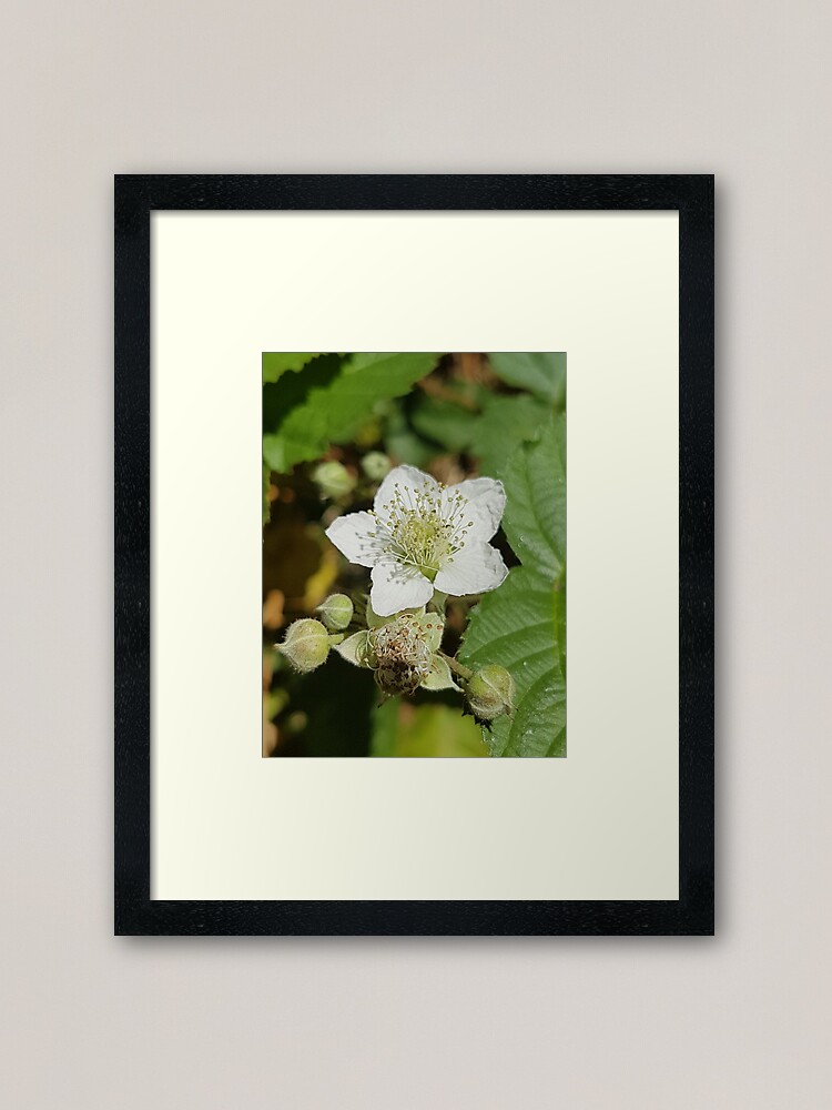 Alternate view of Bramble Blossom Framed Art Print
