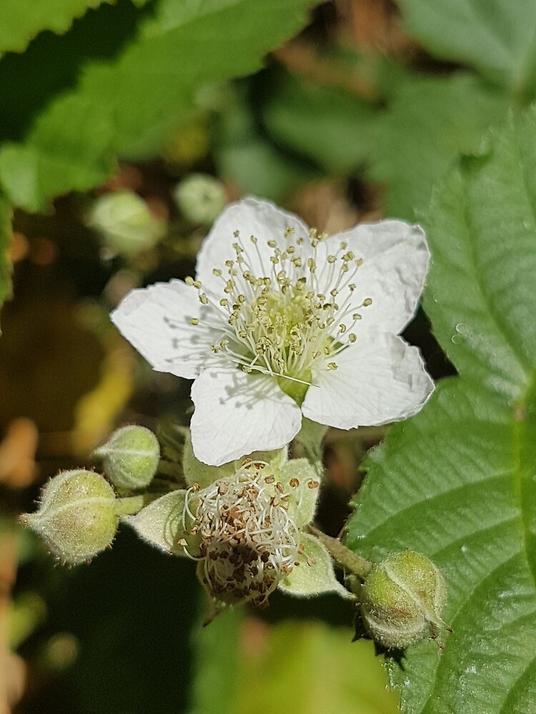 Bramble Blossom by Kim-M-Andrews