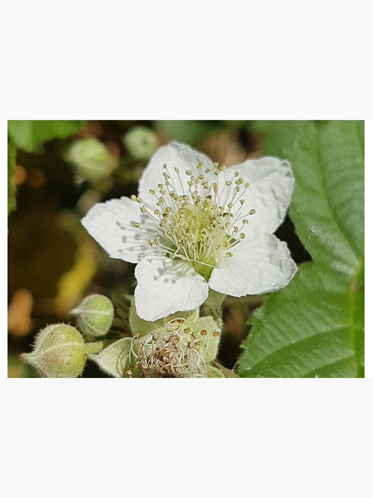 Bramble Blossom by Kim-M-Andrews