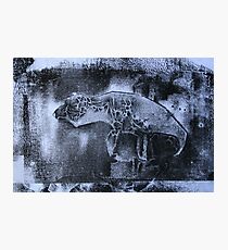 Stray Photographic Print