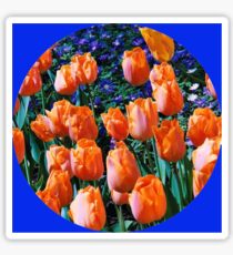 Orange Tulips - Keukenhof Gardens, Holland Sticker