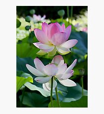 ~ Together ~ Photographic Print