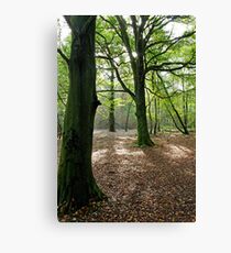 Woodland, Reigate Hill, Surrey Canvas Print