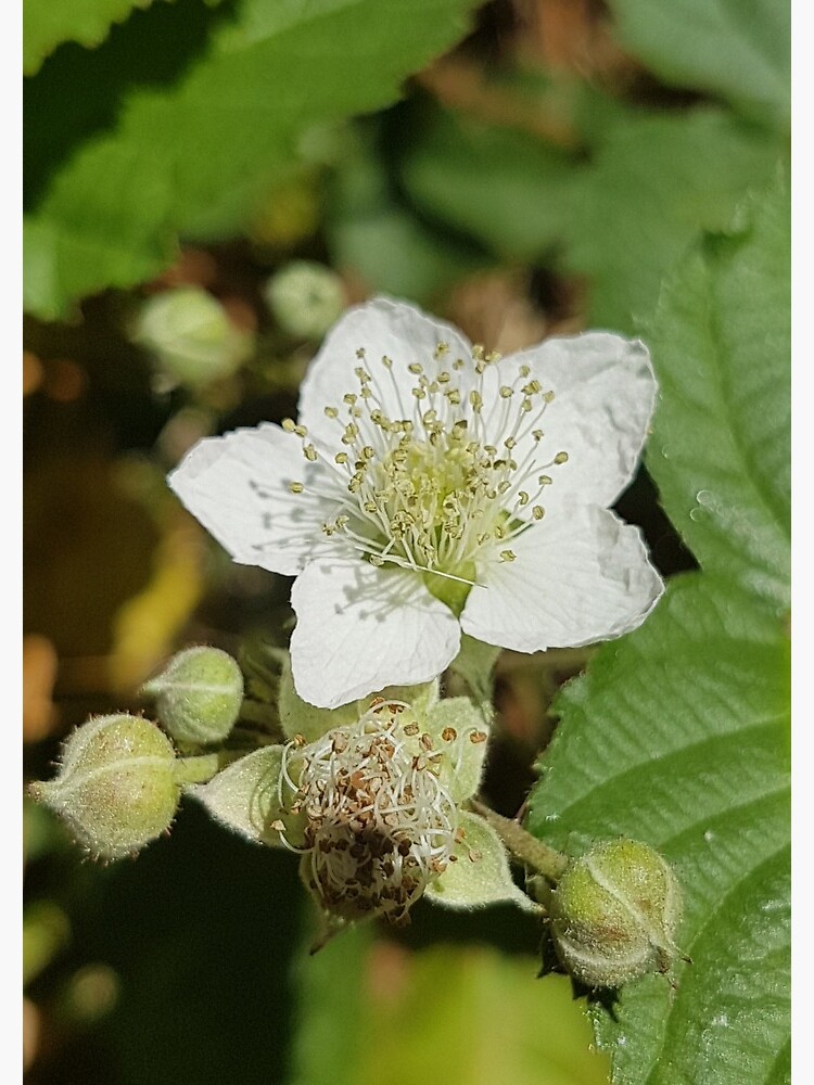Bramble Blossom by Kim-M-Andrews