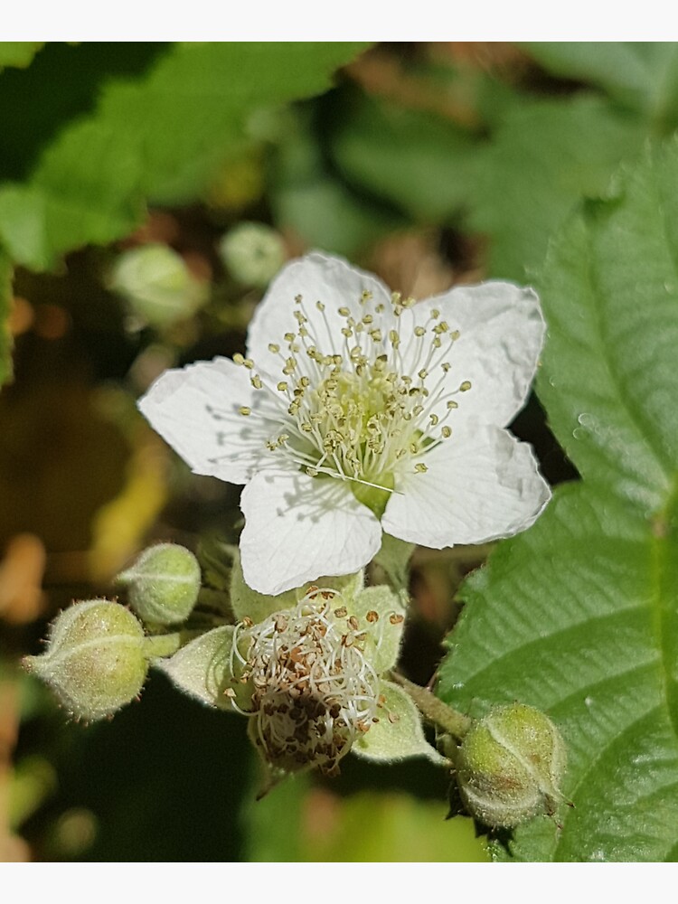 Bramble Blossom by Kim-M-Andrews