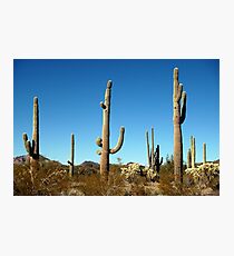 Mighty Saguaro Photographic Print