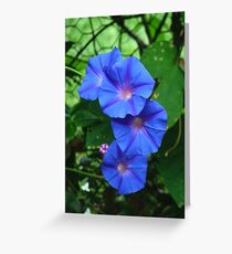 Blue morning glory, Ipomoea indica Greeting Card