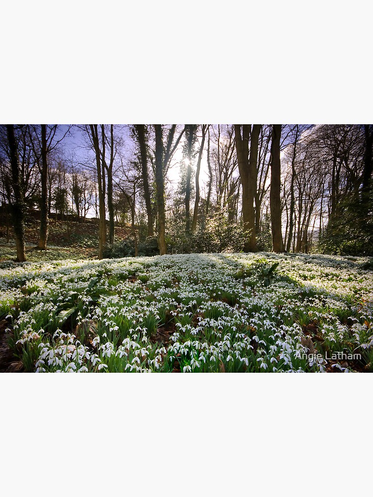 Snowdrop Woods by AngelaBarnett