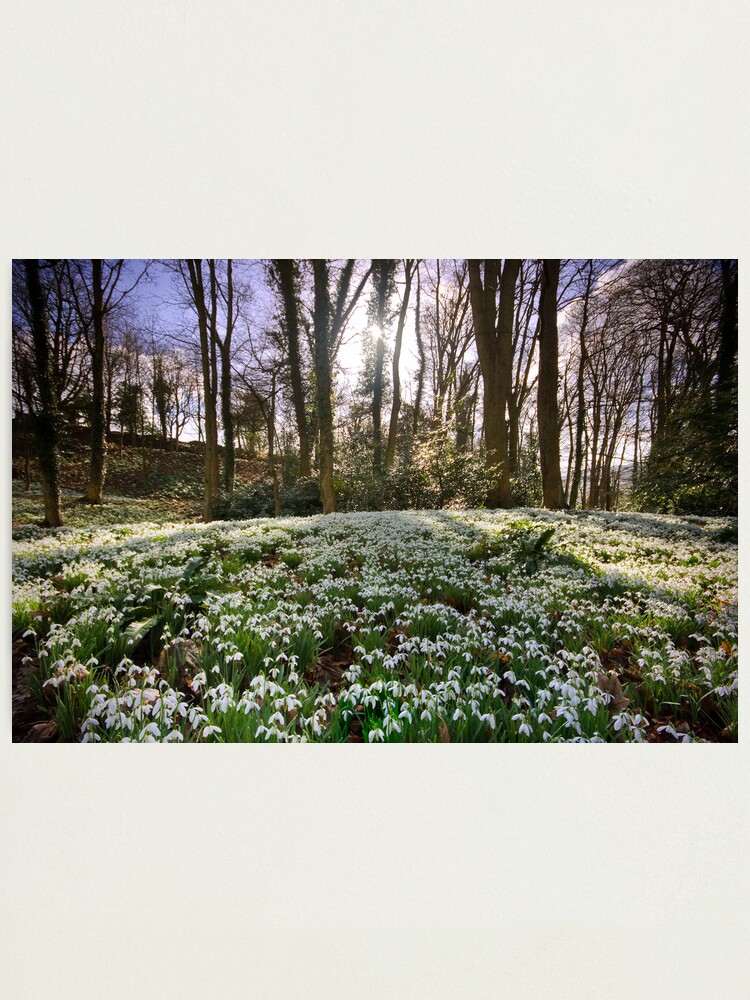 Alternate view of Snowdrop Woods Photographic Print