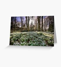 Snowdrop Woods Greeting Card