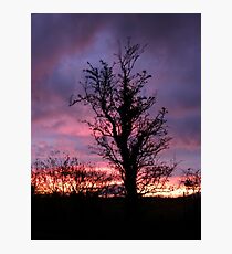 Halloween Tree, Magilligan, County Derry, Ireland Photographic Print