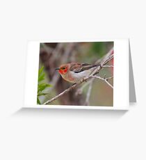SC ~ WO ~ HONEYEATER ~ Scarlet Honeyeater by David Irwin 261019 Greeting Card