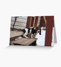 Hey, I KNOW I Am CUTE! 11 Greeting Card