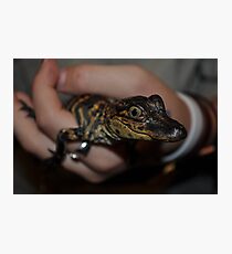 Baby Gator Photographic Print