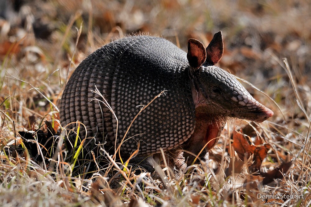 "Texas Armadillo" by Dennis Stewart Redbubble