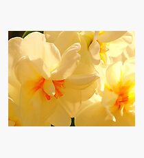 Vanilla Spring Photographic Print