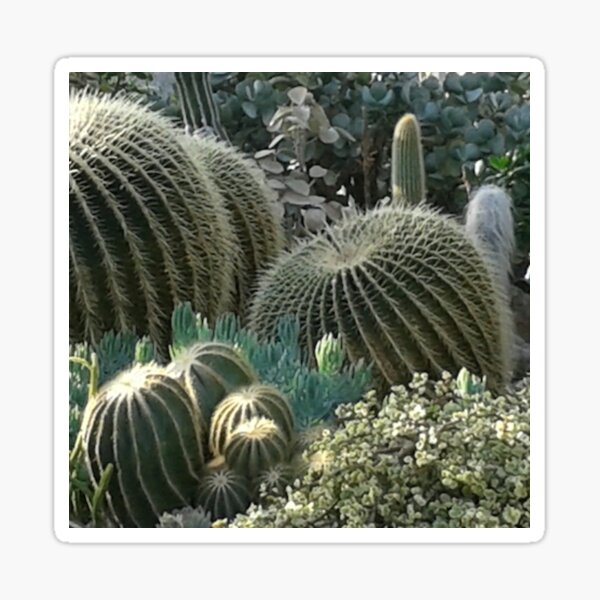 Cactus Garden Sticker