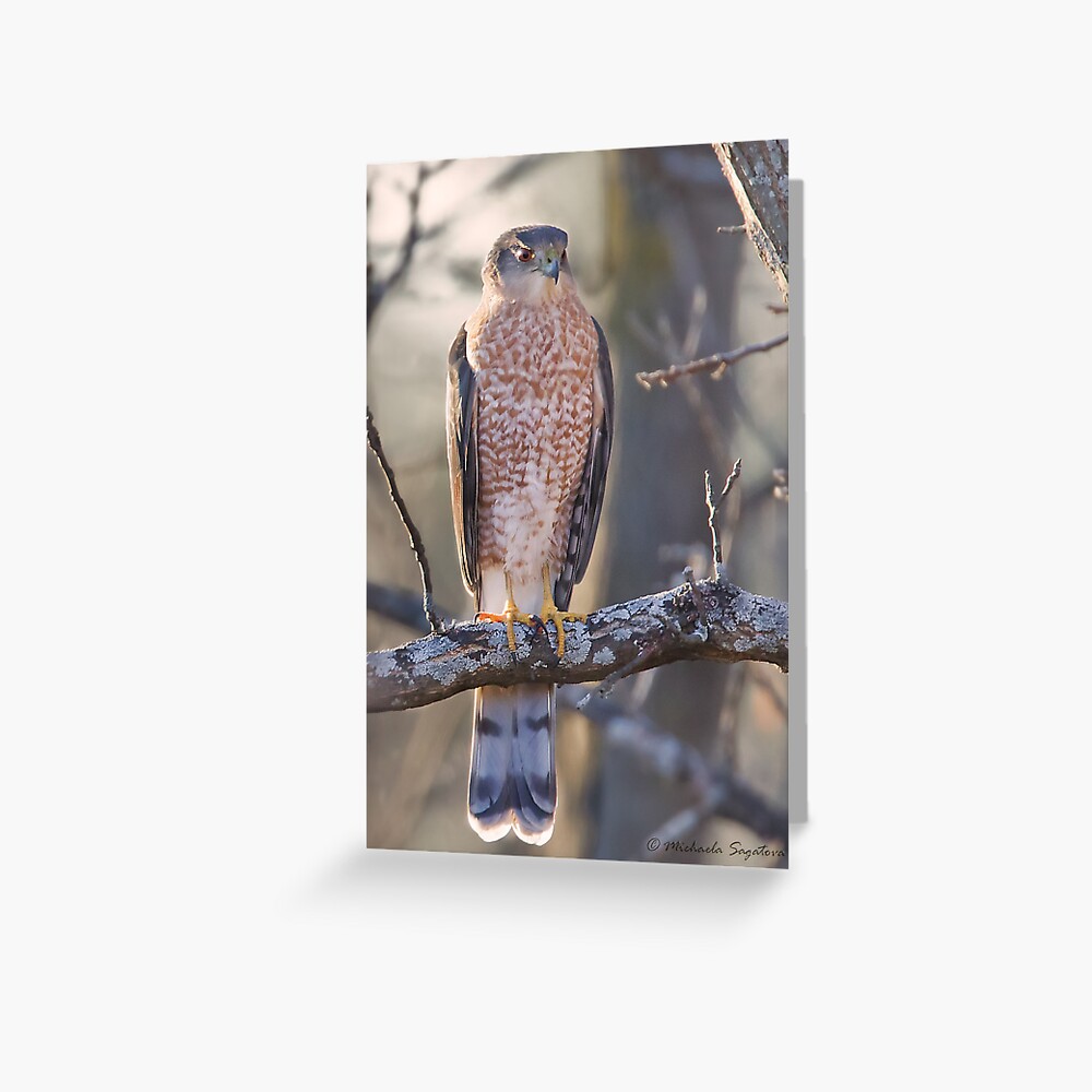 "Cooper's Hawk at early dusk" Greeting Card by PixlPixi ...