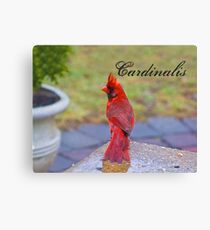 Cardinalis Canvas Print
