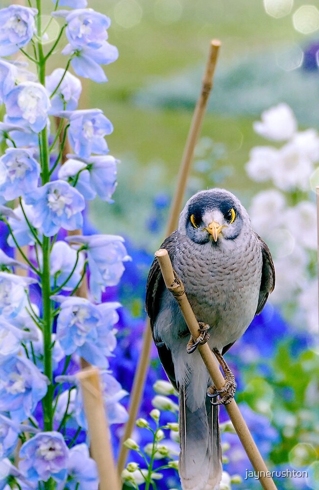 "Cute crosseyed bird amongst blue flowers" by jaynerushton Redbubble