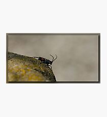 Insect Photographic Print