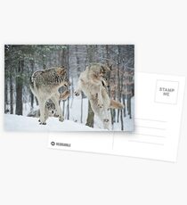 Dances With Wolves Postcards