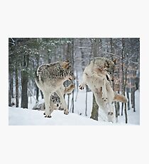Dances With Wolves Photographic Print