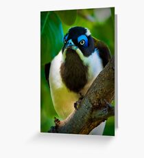 Blue Faced Honey Eater Greeting Card