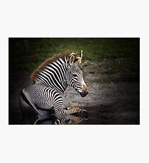 Zebra Baby Fotodruck