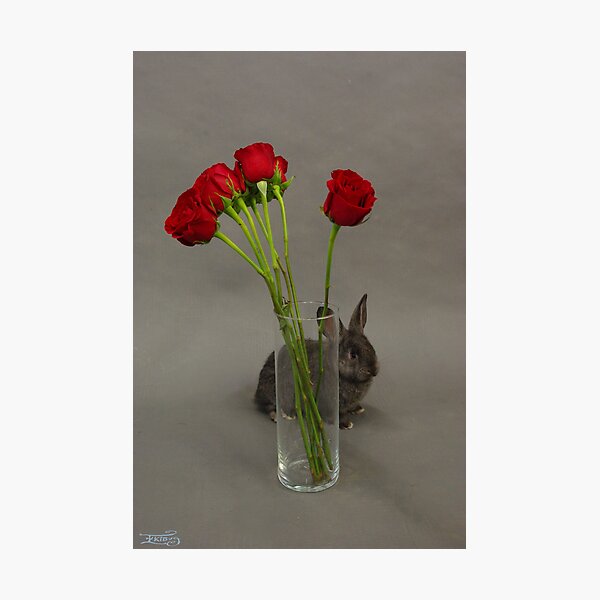 Hoppy Valentine's Day 2 Photographic Print