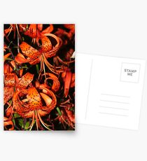 Tiger Lily (Lilium lancifolium) Postcards
