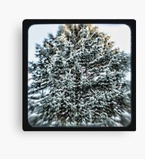 coniferous Canvas Print