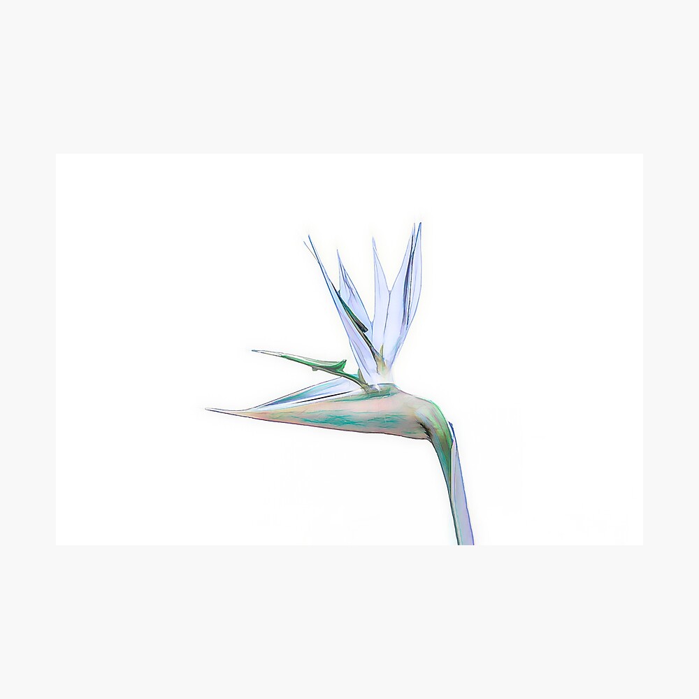 Bird of Paradise Flower (colour pen and ink) Photographic Print