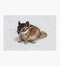 Charlie Chipmunk Photographic Print