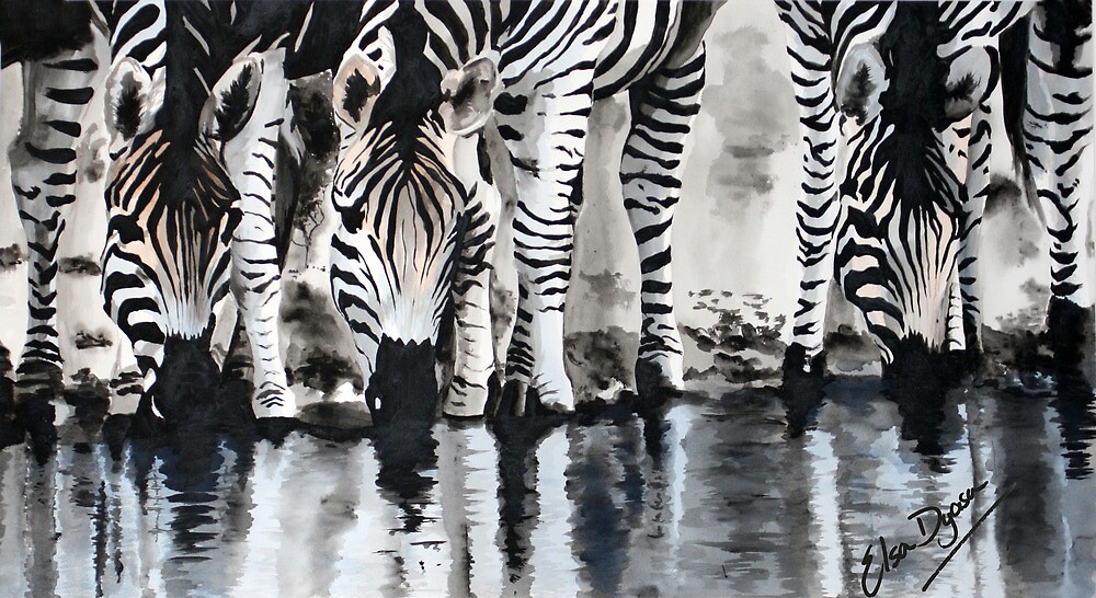 dazzle of zebras dazzle of zebras