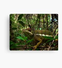 Panther Chameleon Canvas Print