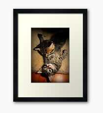 Two Beautiful Kittens Playing with Eachother Framed Print