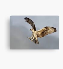 Osprey (Pandion haliaetus) Canvas Print
