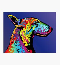 Bull Terrier Photographic Print