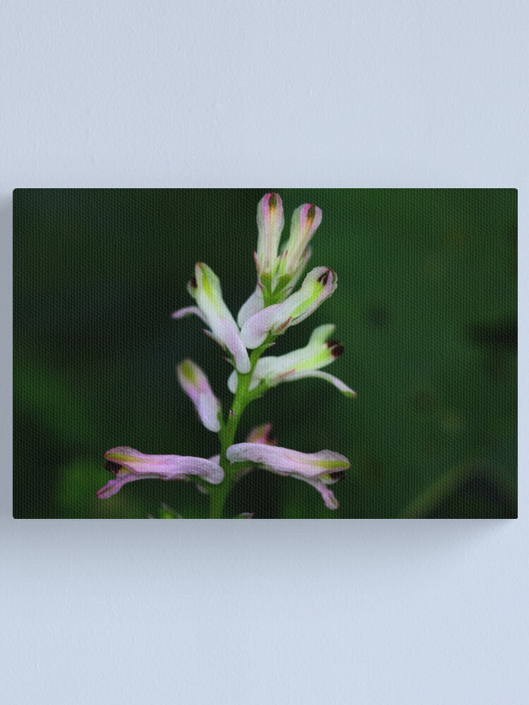 Alternate view of Fumaria judaica Canvas Print