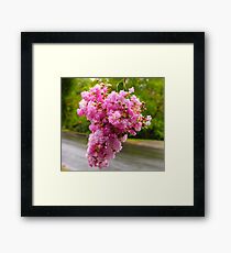 Macro Framed Print