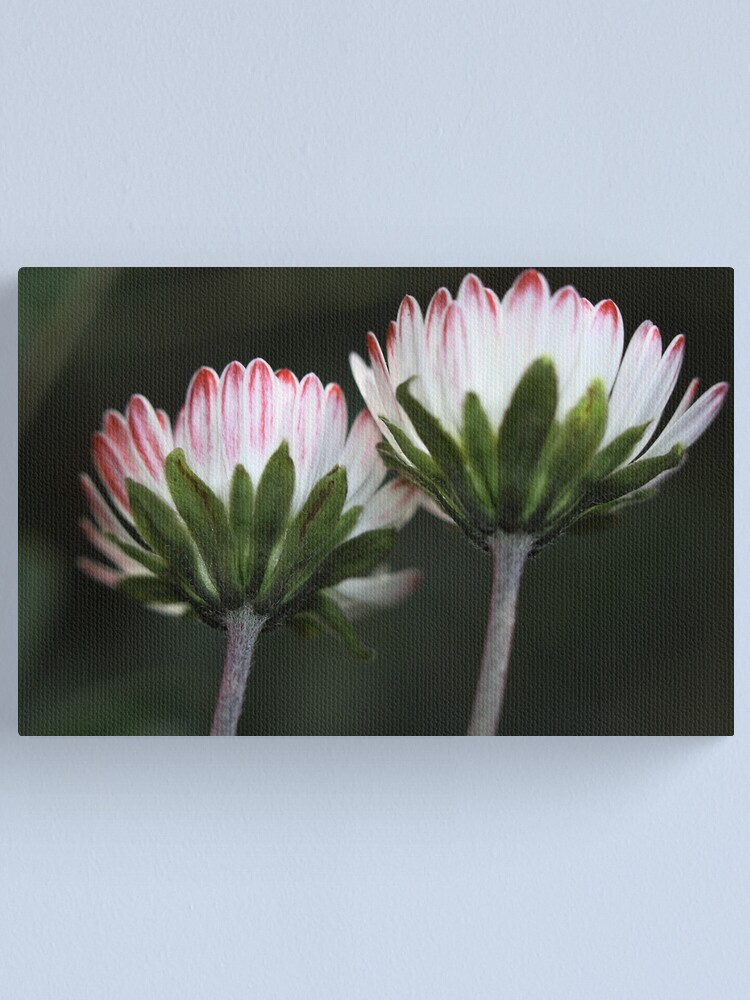 Alternate view of Bellis sylvestris Canvas Print