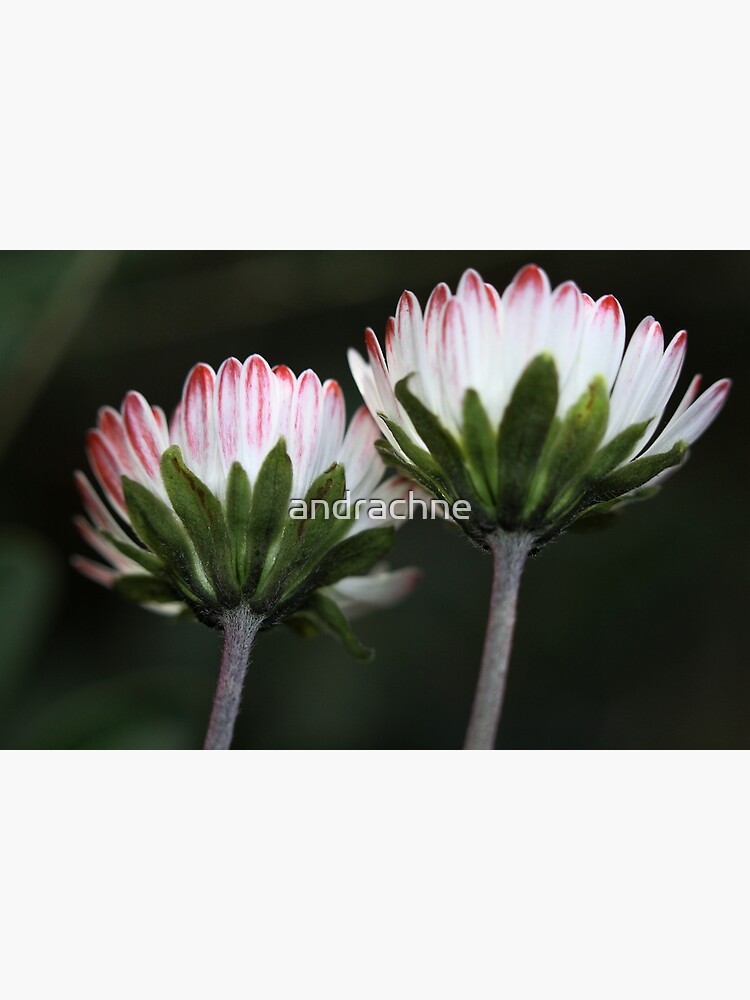 Bellis sylvestris by andrachne
