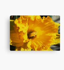 Daffodil Macro Canvas Print